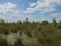 NL, Noord-Brabant, Asten, Astensche Peel 4, Saxifraga-Marijke Verhagen